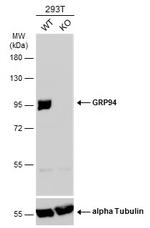 GRP94 Antibody in Western Blot (WB)