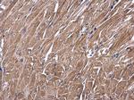 USP4 Antibody in Immunohistochemistry (Paraffin) (IHC (P))