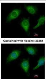 Annexin A4 Polyclonal Antibody