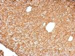 Annexin A4 Antibody in Immunohistochemistry (Paraffin) (IHC (P))