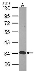 Annexin A4 Antibody in Western Blot (WB)
