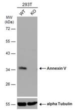 Annexin V Antibody in Western Blot (WB)