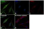 GPNMB Antibody in Immunocytochemistry (ICC/IF)