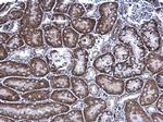 FRS2 Antibody in Immunohistochemistry (Paraffin) (IHC (P))