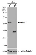 KLF5 Antibody in Western Blot (WB)