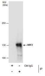Nrf2 Antibody in Immunoprecipitation (IP)