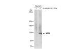 Nrf2 Antibody in Western Blot (WB)