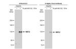 Nrf2 Antibody in Western Blot (WB)