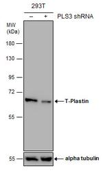 PLS3 Antibody in Western Blot (WB)