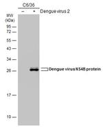 Dengue Virus Type 2 NS4B Antibody in Western Blot (WB)