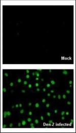 Dengue Virus Type 2 NS5 Antibody in Immunocytochemistry (ICC/IF)