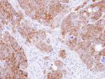 DARS Antibody in Immunohistochemistry (Paraffin) (IHC (P))