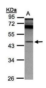 RISC Antibody in Western Blot (WB)