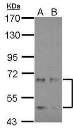NKIAMRE Polyclonal Antibody