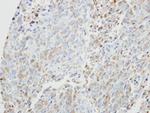 PRKX Antibody in Immunohistochemistry (Paraffin) (IHC (P))