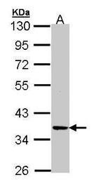 PRKX Antibody in Western Blot (WB)