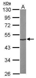 PRKX Antibody in Western Blot (WB)