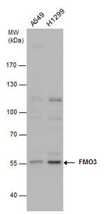 FMO3 Antibody in Western Blot (WB)