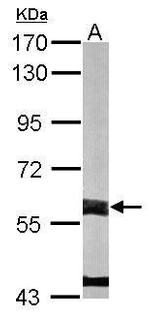 FMO3 Antibody in Western Blot (WB)