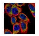 PSKH1 Polyclonal Antibody