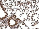 BLZF1 Antibody in Immunohistochemistry (Paraffin) (IHC (P))
