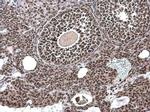 BLZF1 Antibody in Immunohistochemistry (Paraffin) (IHC (P))