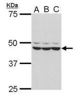 BLZF1 Antibody in Western Blot (WB)