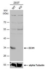 ECH1 Antibody in Western Blot (WB)