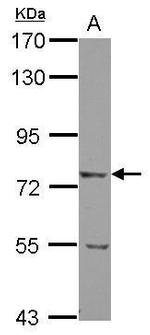 LRRN2 Antibody in Western Blot (WB)