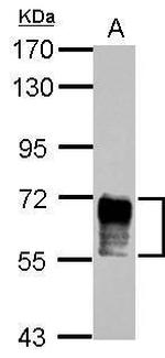 NAB2 Antibody in Western Blot (WB)