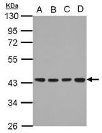DNAJB12 Antibody in Western Blot (WB)