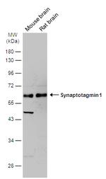 Synaptotagmin 1 Antibody in Western Blot (WB)