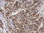 Synaptotagmin 1 Antibody in Immunohistochemistry (Paraffin) (IHC (P))
