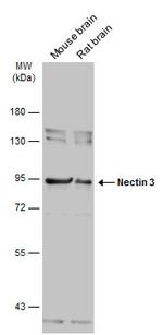 Nectin 3 Antibody in Western Blot (WB)