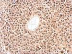 Cyclophilin E Antibody in Immunohistochemistry (Paraffin) (IHC (P))