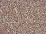 HSF2BP Antibody in Immunohistochemistry (Paraffin) (IHC (P))