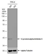 GNAI3 Antibody in Western Blot (WB)