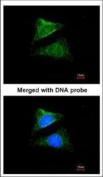 DHCR24 Polyclonal Antibody