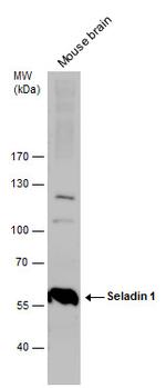 DHCR24 Antibody in Western Blot (WB)