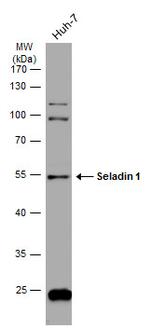 DHCR24 Antibody in Western Blot (WB)