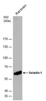 DHCR24 Antibody in Western Blot (WB)