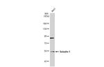 DHCR24 Antibody in Western Blot (WB)