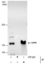 USP8 Antibody in Immunoprecipitation (IP)