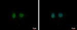 DDI1 Polyclonal Antibody