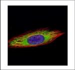 ENO3 Polyclonal Antibody