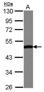 ENO3 Antibody in Western Blot (WB)