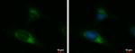 UGGT2 Polyclonal Antibody