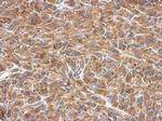 SLK Antibody in Immunohistochemistry (Paraffin) (IHC (P))