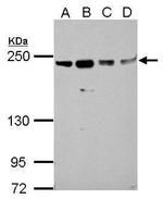 SLK Antibody in Western Blot (WB)