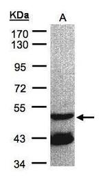 GNAL Antibody in Western Blot (WB)